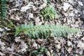 Polystichum aculeatum
